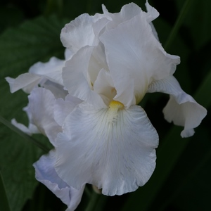 Orchidée blanche en gros plan - Belgique  - collection de photos clin d'oeil, catégorie plantes